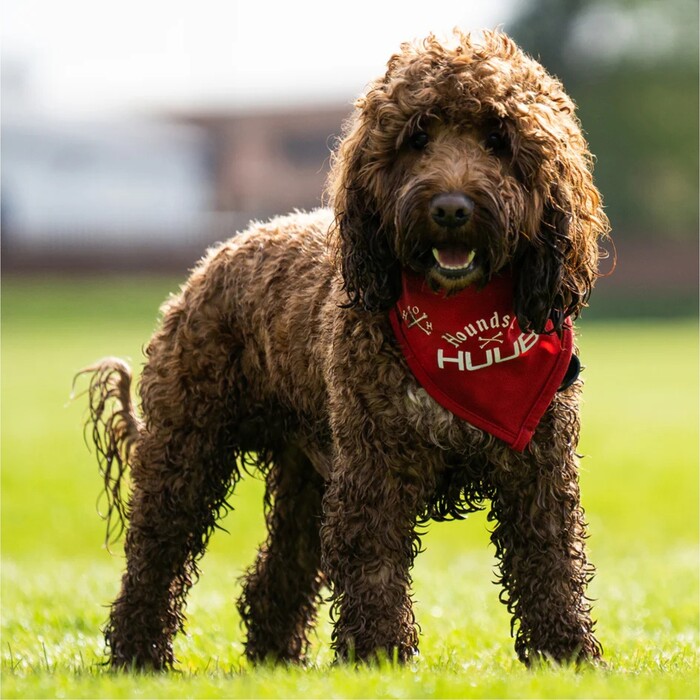 2024 Huub Pet Bandana Scarf A2-PET - Red